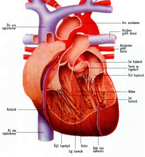Kalbin ön yüzü, gördüğünüz bu temsili resimde giren ve çıkan damarlar ağı gösterilmektedir. Kalp, kandaki oksijen miktarının % 75’ini harcamaktadır. Kalan % 2 5 ’ini ise bütün vücud harcar. Bu sebeble teneffüs ettiğimiz havada oksijen miktarı düşer veya akciğerler arızalanırsa en evvel bundan etkilenecek olan vücut parçası kalptir. Kalb kaslarını besleyene koroner damarlara yetersiz oksijen geldiği takdirde pompalama gücü düşecek, dolayı- siyle beyne ve vücuda gereken miktarda temiz kan pompalanamayacaktır. Kalbten sonra yetersiz oksijenden etkilenen organımız beyindir.