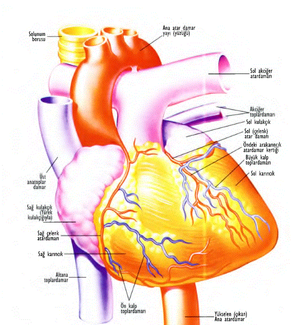 Kalp, çalışabilmek için kendisi de kana muhtaçtır. Bunu aorttan vasıtasız olarak budaklanan çelenk atardamarları ile iki taraftan sağlar. Kalp toplardamarları ise kalp kaslarının kullandıkları kirli kanı sağ kulakçığa geri getirirler.