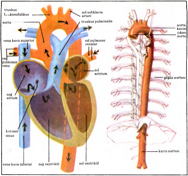 Kalp odacıkları, kalbe gelen ve kalpten çıkan damarlar, aorta ve kalpte kan akış yönü.