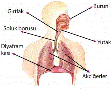 solunum-sistemi
