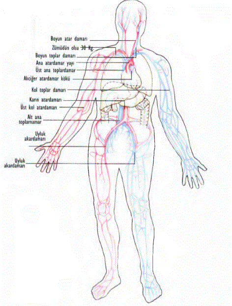 KAN, vücudun binlerce kilometre uzunluğundaki kan damarlarında sürekli bir dolaşım içindedir. Bu dolaşım esnasında kalbten temiz (oksijenli) kan, atar damarlar vasıtasıyla kırmızı vücudun bütün organlarına pom palanır. Aynı esnada toplar damarlar (mavi) dokuların dışkılarını alır ve kalbe götürür. Paralel bir dolaşım şekli kalbi akciğerlere bağlar. Orası karbondioksitin verildiği ve oksijenin alındığı yerdir.