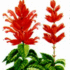 Süs bitkisi olarak en çok kullanılan adaçayı türü olan ateşçiçeğinin (Salvia splendens), iri oval yaprakları koyu yeşil, sonbahar başlarında açan çiçekleri parlak kırmızıdır.