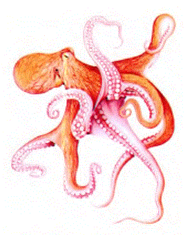 ahtatapotun (Octopus vulgaris), emeçlede kaplı, yürümekte ve avlarını yakalamakta kullandığı sekiz kolu vardır. Yumuşak, keseye benzeyen bedeninde, oldukça gelişmiş bir sinir sistemi ve beyin yer alır. Öğrenme yeteneği bulunan, zeki bir yaratık olduğu anlaşılmıştır.