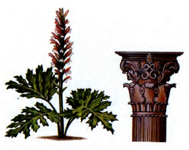 Yaprak biçimi bir süsleme olan akanthosla bezenmiş bir Korinthos üslubunda sütun başlığı (sağda) . Eski Yunanistan'da geliştirilen bu süsleme, Akdeniz havzası bitkisi kengerden (solda) alınmıştır.