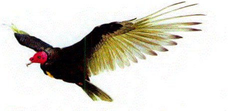 Hindi akbabanın (C. aura) kanat açıklığı 1,8 m'yi aşar; boyu 81 cm'yi bulabilir. Yeni Dünya akbabaları içinde en yaygın rastlanan türdür; Güney Kanada'dan Güney Amerika'nın güneyine kadar geniş bir alanda yaşar.