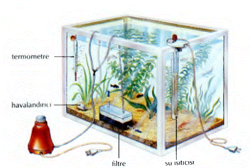 Bir akvaryumda su ısısının, ışığın ve oksijenin dikkatli biçimde denetlenmesi gerekir. Standart donatım, metal çerçeveli, boyutlarına göre değişik miktarlarda su alan cam bir kaptan oluşur. Termostatik olarak düzenlenen bir su içi ısıtıcısı, gerekli ısıyı korur (ısı bir termometreyle denetlenir). Odunkömürü ve cam yününden oluşan bir filtre> sudaki kalıntıları temizler; bir havalandırıcı da gerekli oksijeni sağlar. Gerekli miktarda ısı verilerek, su bitkilerinin balıklardan çıkan karbon dioksidi ışılbireşim yoluyla oksijene çevirmesi sağlanır.