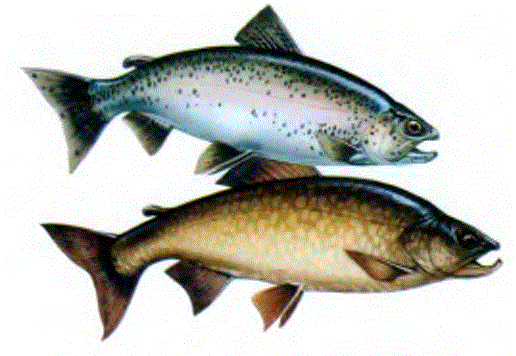 Gökkuşağı alabalık (S.qairdneri; üstte), anayurdu Kuzey Amerika'da Büyük Okyanus kıyıları olan bir alabalıktır. Günümüzde birçok ülkede göllerde üretilmektedir.