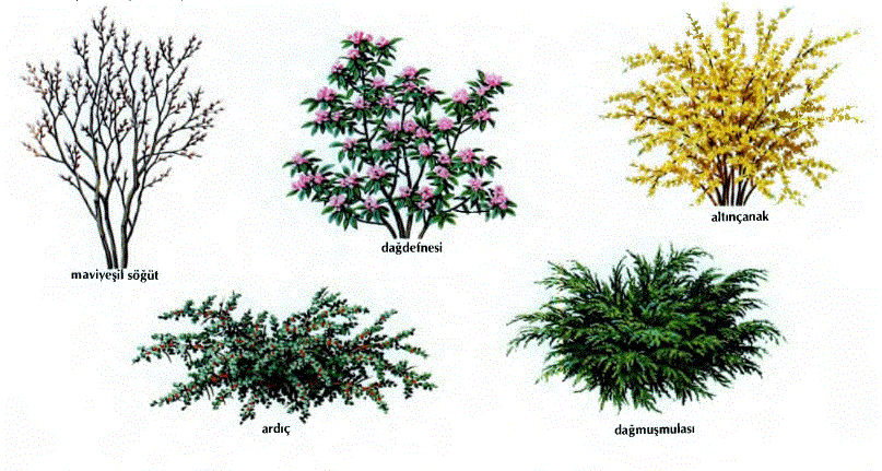 İpek gibi'söğütmeyveleri bulunan maviyeşil söğüt (Salix discolor), ilkbaharın geldiğini müjdeler. Dağdefnesinin (Kalmia latifolia), yaprakları yumurta biçimindedir; çiçeklerinin rengi beyazdan pembeye kadar değişir. Altınçanak (Forsythia) cinsindeki ağaççıklar ilkbahar başında parlak sarı çiçekler açarlar. Dağmuşmulası (Cotonesaster) cinsindeki birçok ağaççığın kırmızı ya da siyah meyveleri vardır.