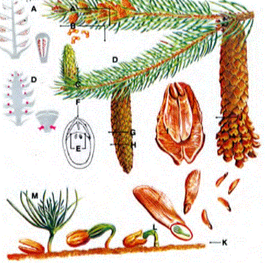 Açıktohumlu ağaçlar, bir yumurtalık içinde kapalı durmayan tohumlar üretirler. Norveç ladininin erkek kozalakları (A), çiçektozu tanelerini (B) her bir kozalak pulu (C) altındaki iki keseden boşaltır. Dişi kozalakların (D) pul başına (E) iki döllenmemiş yumurtası (F) vardır. Bir çiçektozu tanesinin bir dişi kozalak üstüne yatmasından sonra, tohum çekirdeği bir çiçektozu borusunu büyütür (G) ve bir tohum oluşturmak için bir yumurtayla (H) kaynaşır. Olgunlaştığında dişi kozalak (I) daldan aşağı doğru asılı durur ve rüzgâr tarafından dağıtılacak her pulun üstünde kanatlı tohumlar (J) oluşturur. Uygun bir yerde tohum sürgünü ya da cücüğü (K) çimlenir (L) ve ladin fidesin e (M) dönüşür.