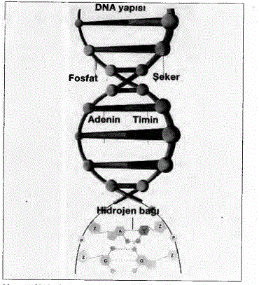 Uzun çift helezon molekülünü teşkil eden Deoksiribo nükleik asit (DNA) üç ana unsurdan meydana gelir. Uzun zincir teşkil eden yanlardaki parçalar, kıvrık bir ip merdiveni görünümünde olup, dönüşümlü olarak şeker grupları ile fosfat gruplarından teşkil edilmiştir. Merdivenin her basamağı, Adenin, Timin, Si- tozin veya Guaninden ibaret olmak üzere azot ihtiva eden bozlardan meydana gelmiştir. Basamağın ortasında bazlar, zayıf hidrojen bağlarıyla bağlanmıştır. DNA, her hücrenin kalıtım (veraset) materyalini teşkil eder ve hücre çekirdeğindeki kromozomlarda bulunur.