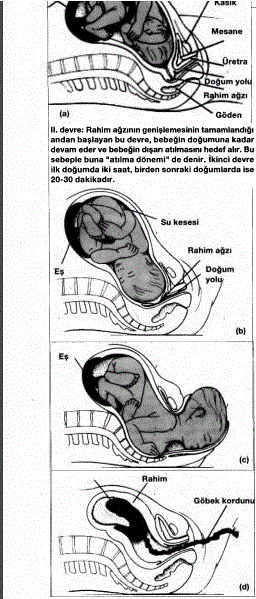Doğumun safhaları: a) Doğum öncesi çocuğun duruşu, b) Rahim ağzının genişlemesi. (Soldaki resim kısmen genişlemiş rahim ağzından su kesesinin çıkışını, sağdaki resim ise su kesesinin açılmasını ve rahim ağzının tam genişlemesini göstermektedir.) c) Çıkış, d) Eşin ayrılması.